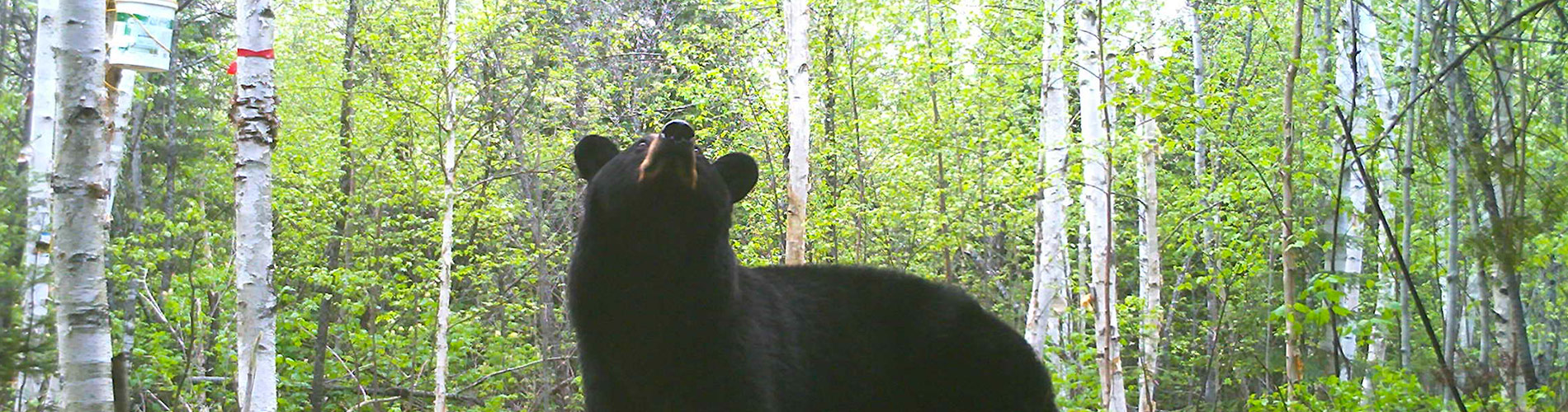 Chasse à l'ours à la Pourvoirie Trudeau dans Lanaudière zone 15 Est