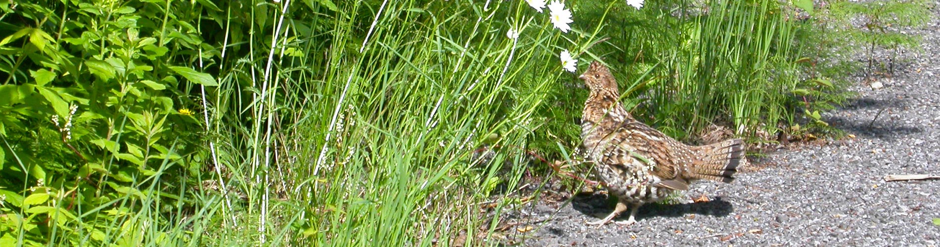 Chasse aux petits gibiers à la Pourvoirie Trudeau dans Lanaudière zone 15 Est