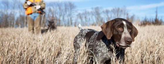 Un chasseur avec un chien, chassant le petit gibier